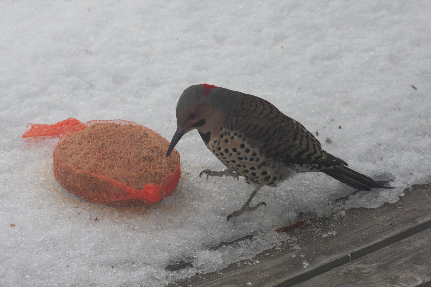 Eco-Crust Bird Pie (400g)