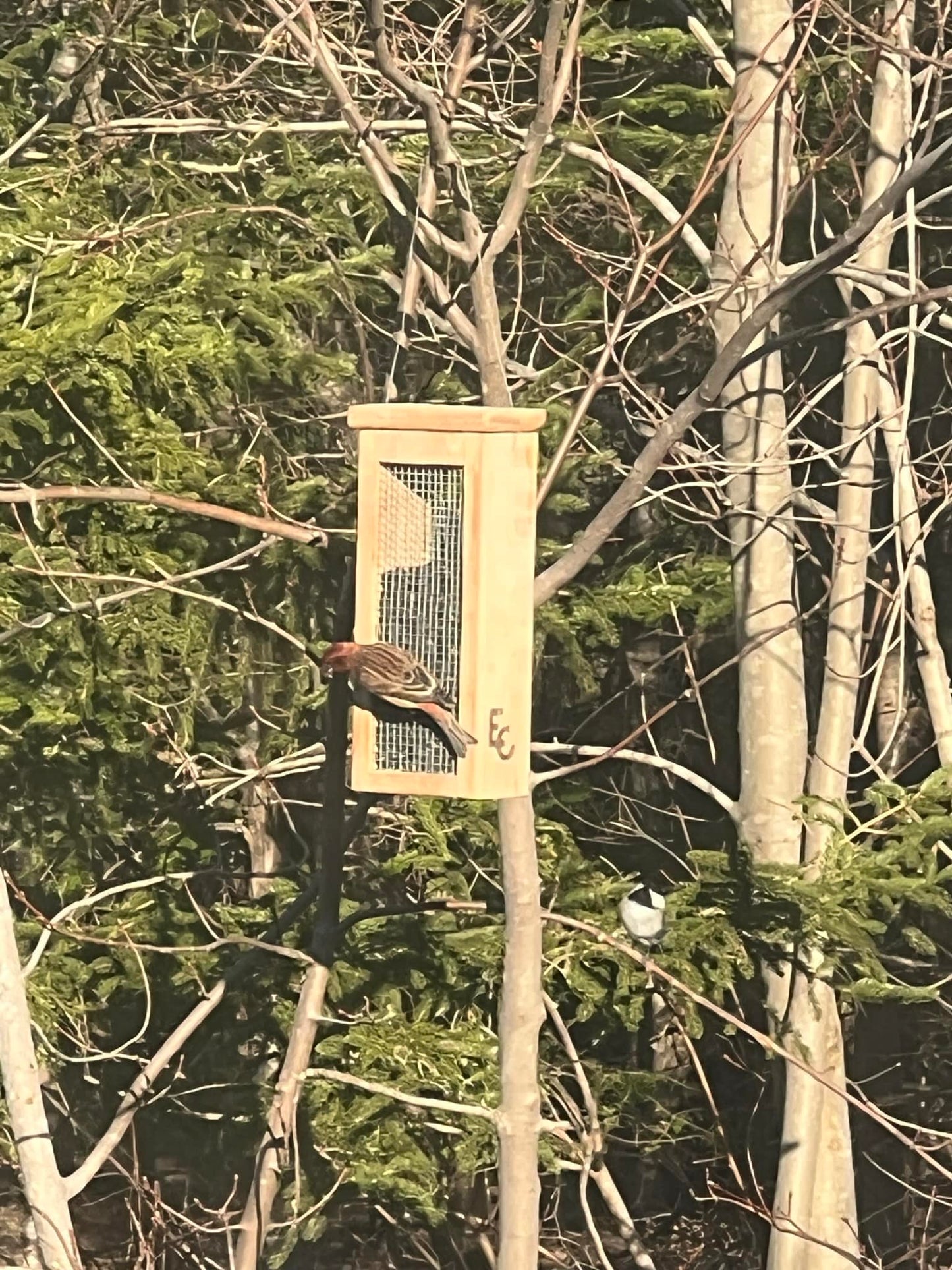 Eco-Crust Bird Pie Feeder