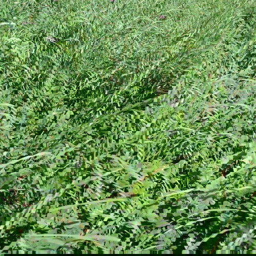 A2 Mixedland Seed - Cleary Feed & Seed