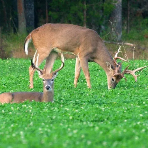 All Season Buffet Forage Seed - Cleary Feed & Seed
