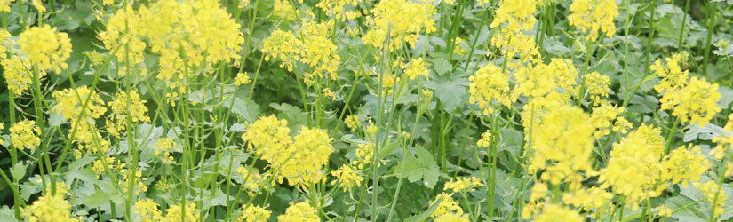 Bio-Fume Brand Oriental Brown Mustard - Cleary Feed & Seed