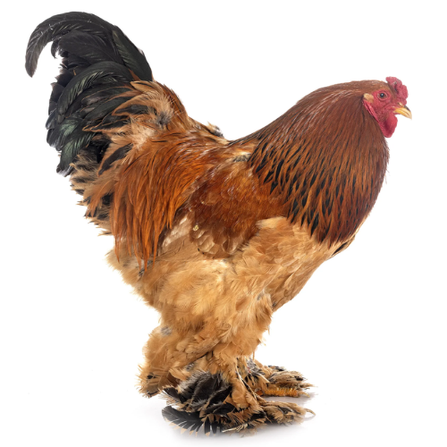 Buff Bhrama