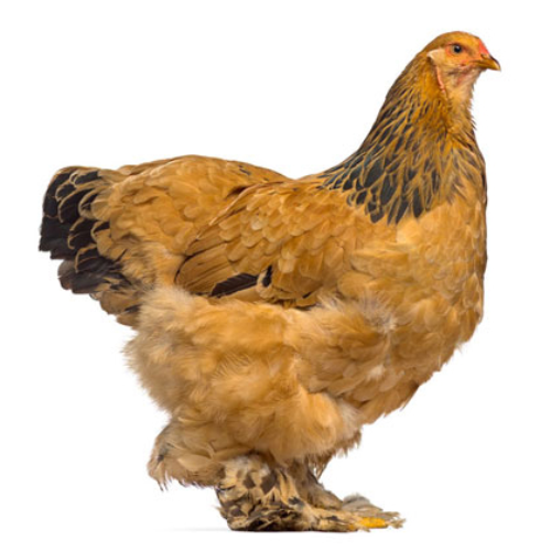 Buff Bhrama