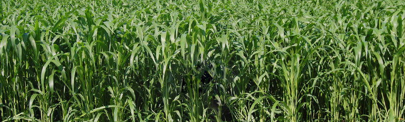 Forage Sorghum Sudangrass - Cleary Feed & Seed