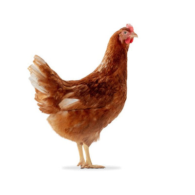 Frey's Special Dual Purpose - Cleary Feed & Seed