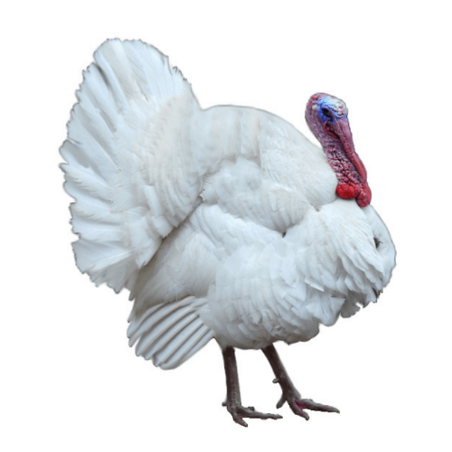 Large White Turkey (Frey's) - Cleary Feed & Seed