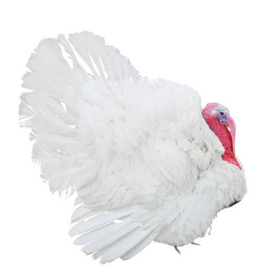 Mini-Classic White Turkey (Millpond) - Cleary Feed & Seed