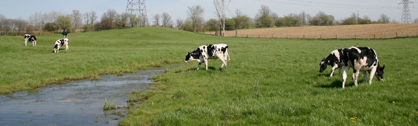 P2 Permanent Pasture Lowland - Cleary Feed & Seed
