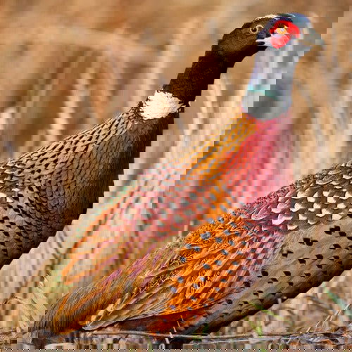 Ringneck Pheasants (Frey's) - Cleary Feed & Seed