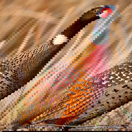 Ringneck Pheasants (Millpond) - Cleary Feed & Seed