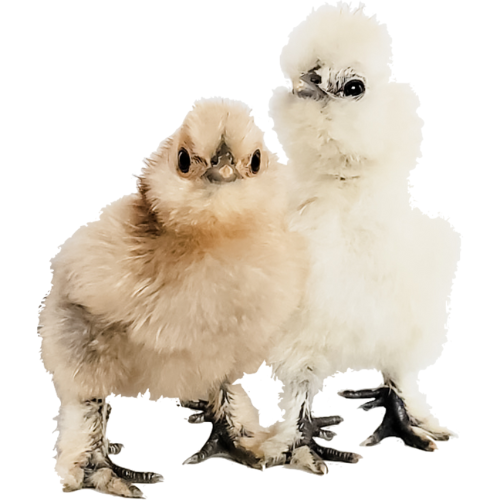 Silkies