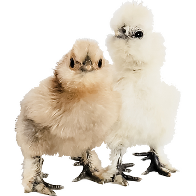 Silkies