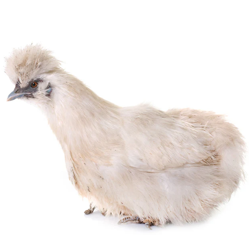 Silkies