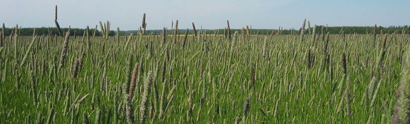 Timothy Seed - Cleary Feed & Seed