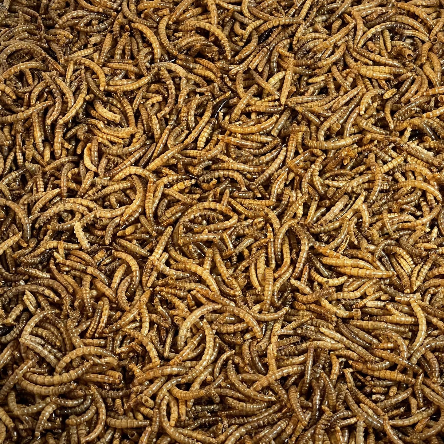 Dried Mealworms