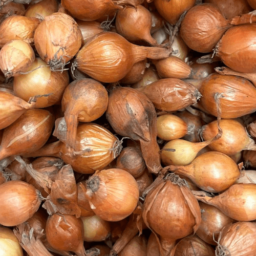 Onion Sets (100 pack)