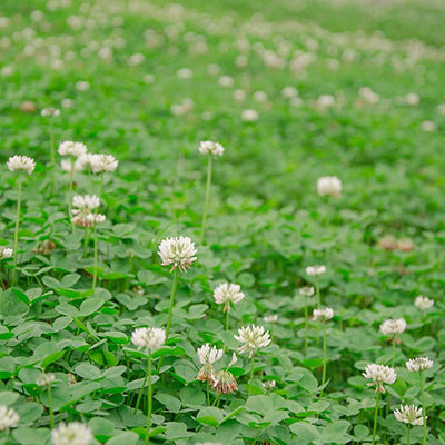 White Clover Seed