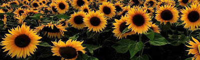 Sunflower Planting Seed