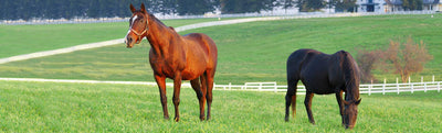 P4 Horse Pasture or Paddock Mixture