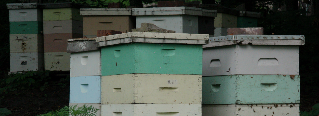 Beekeeping - Queen Rearing