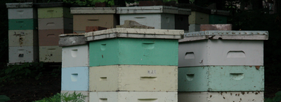 Beekeeping - Pest Control