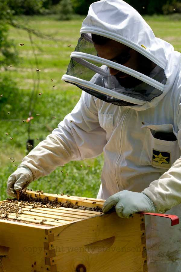 Beekeeping - Clothing & Protection