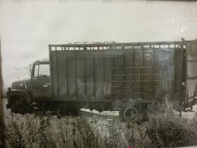 Cattle - Cleary Feed & Seed