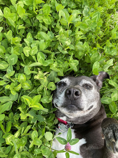 Clover & Grass Seed - Cleary Feed & Seed