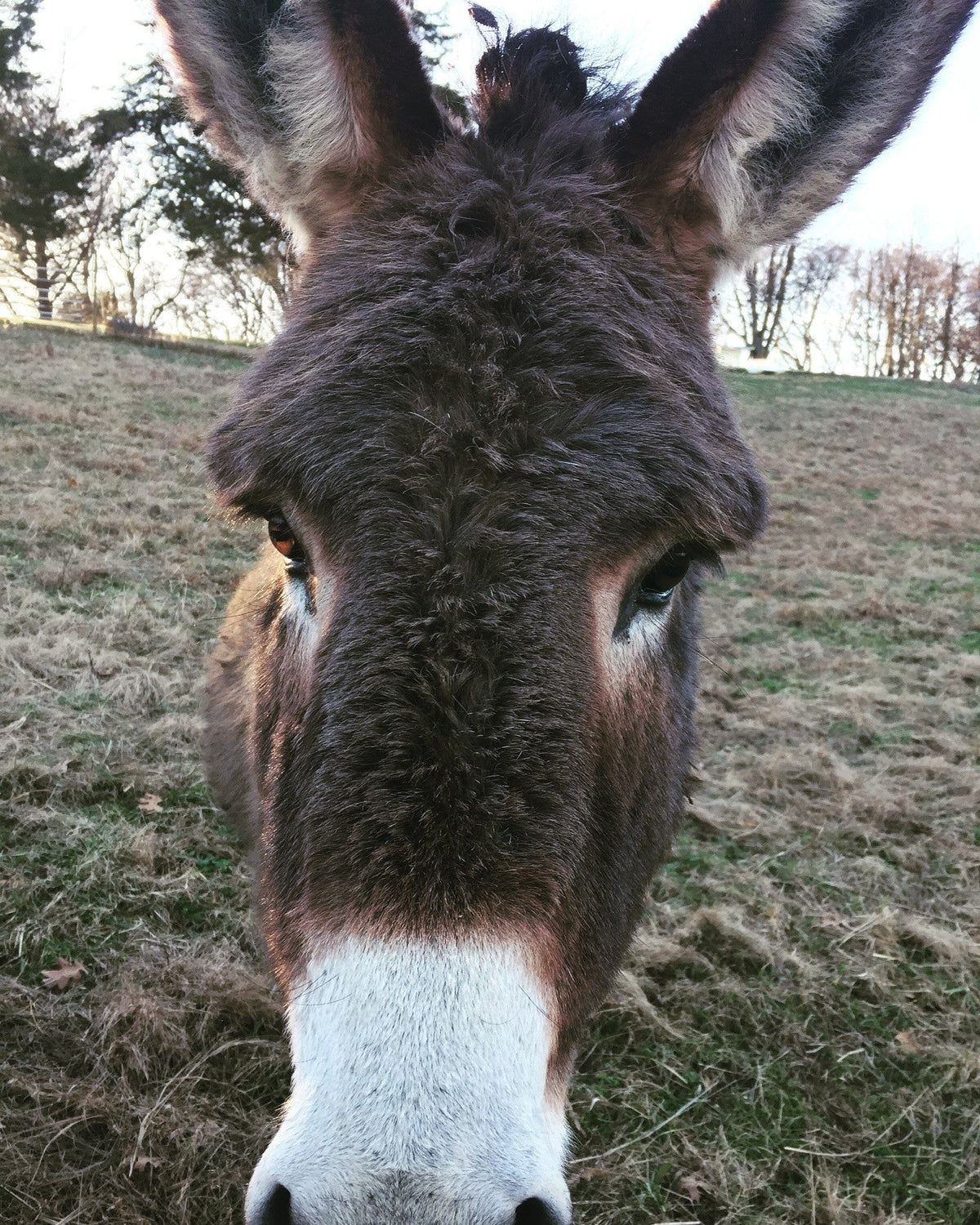 Equine - Toys & Treats - Cleary Feed & Seed
