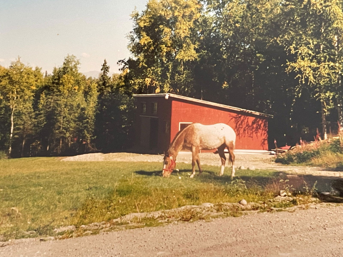 Equine - Veterinary Supplies & Accessories - Cleary Feed & Seed