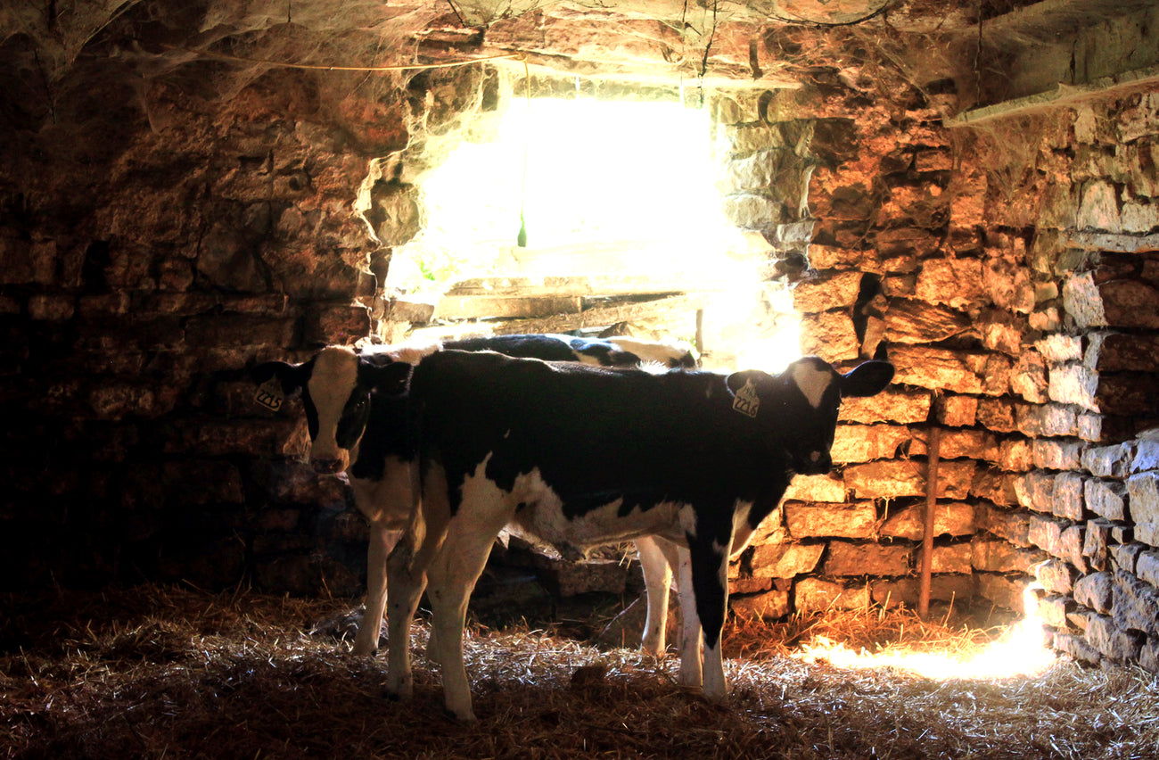 Livestock - Livestock Management - Cleary Feed & Seed
