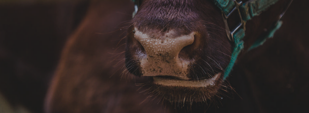Livestock - Veterinary Supplies & Accessories - Cleary Feed & Seed