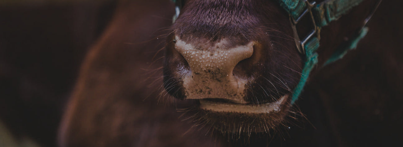 Livestock - Veterinary Supplies & Accessories - Cleary Feed & Seed