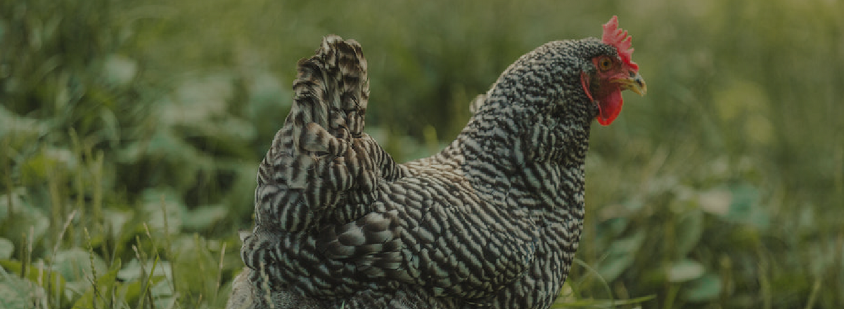 Poultry - Accessories - Cleary Feed & Seed