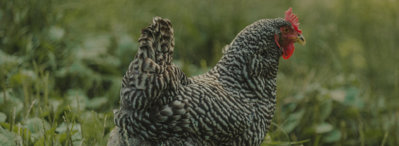 Poultry - Bedding & Housing - Cleary Feed & Seed