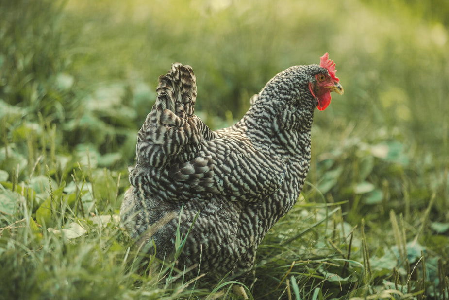 Poultry - Guineafowl - Cleary Feed & Seed