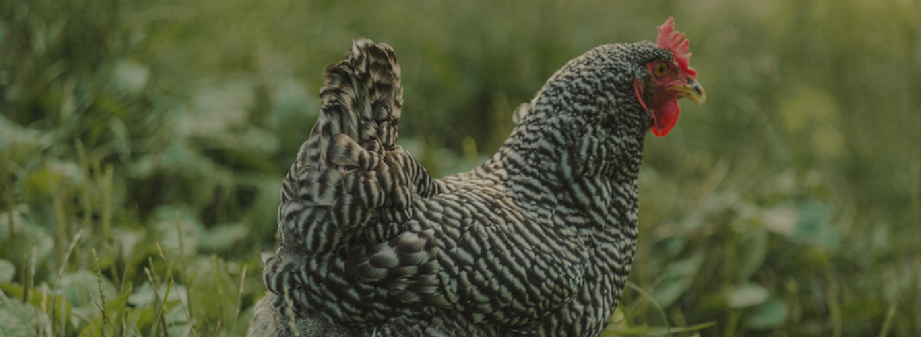 Poultry - Turkeys