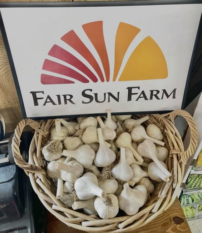 Bulk Organic Seed Garlic