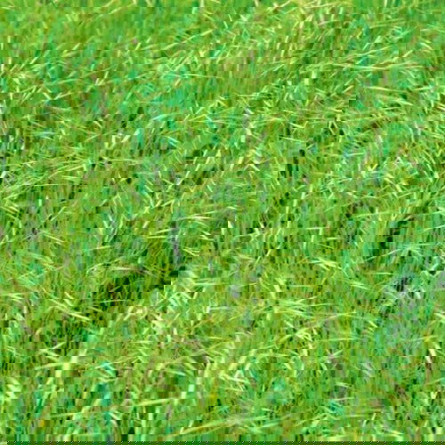 A1 Hay & Pasture Seed - Cleary Feed & Seed