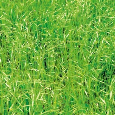 A1 Hay & Pasture Seed - Cleary Feed & Seed