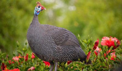 Guinea Keet