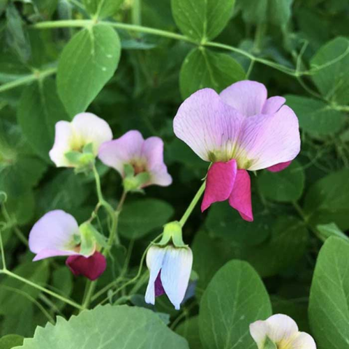 Austrian Winter Peas Seed - Cleary Feed & Seed