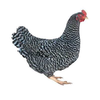 Barred Plymouth Rock - Cleary Feed & Seed