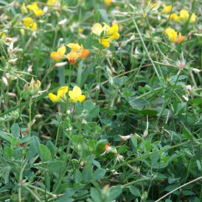 Birdsfoot Trefoil Seed - Cleary Feed & Seed