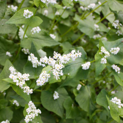 Buckwheat Seed - Cleary Feed & Seed