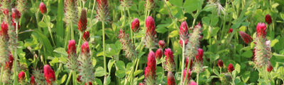 Crimson Clover - Cleary Feed & Seed