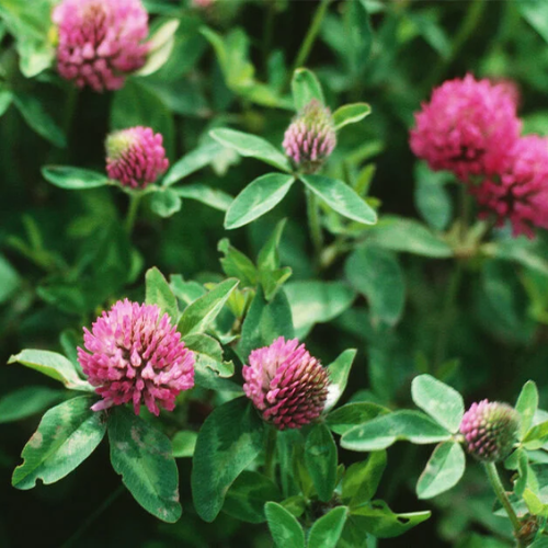 Double Cut Red Clover Seed - Cleary Feed & Seed