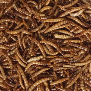 Dried Mealworms - Cleary Feed & Seed