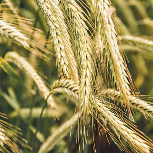 Fall Rye Seed – Cleary Feed & Seed