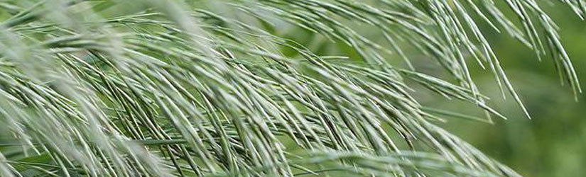 Fleet Meadow Bromegrass Seed - Cleary Feed & Seed